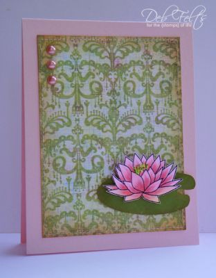 Water Lily
