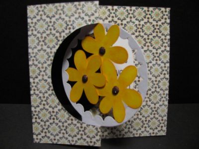 blackeyed susan 
