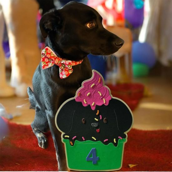 I loved this card, I got it just to do cards for my dogs.
Keywords: dog ice cream cutie
